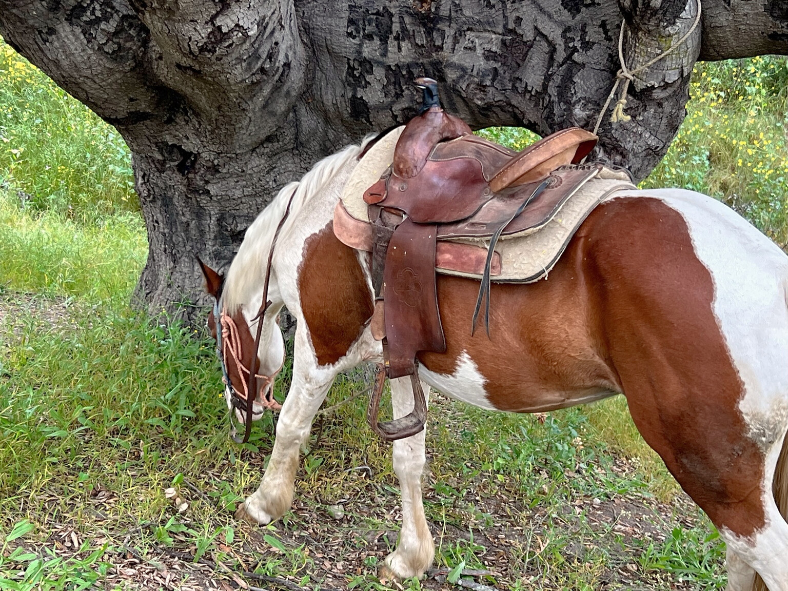 A saddled horse under a tree
