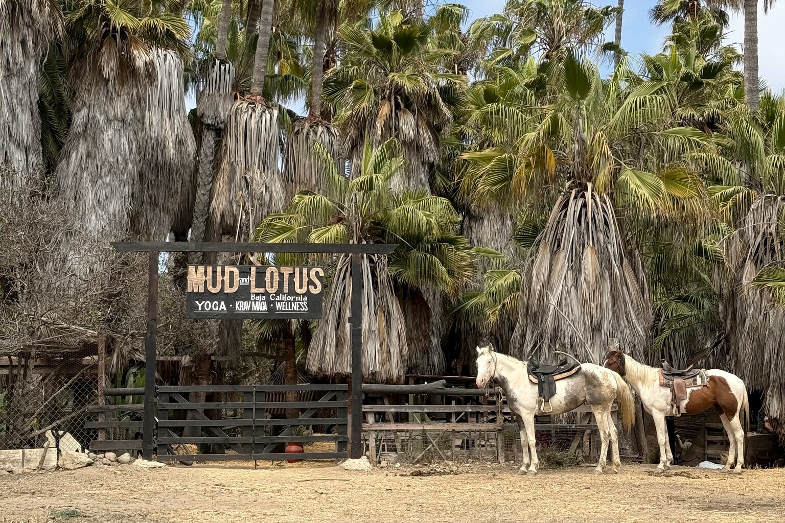 Two saddled horses stand beside the Mud & Lotus Baja entrance under tall palm trees.
